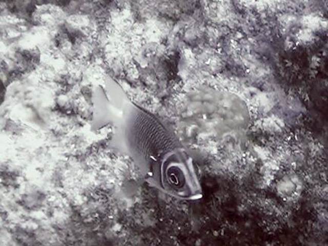 Tailspot Sqirrelfish